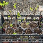 Figovník jedlý (Ficus carica) ‘OSBORN PROLIFIC’ - výška 40-60 cm, kont. C2L (-15°C) 